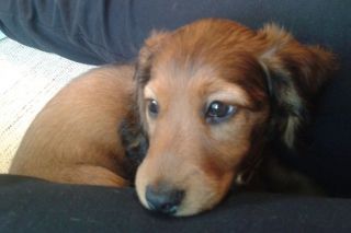 Jamnik d�ugow�osy NAILA